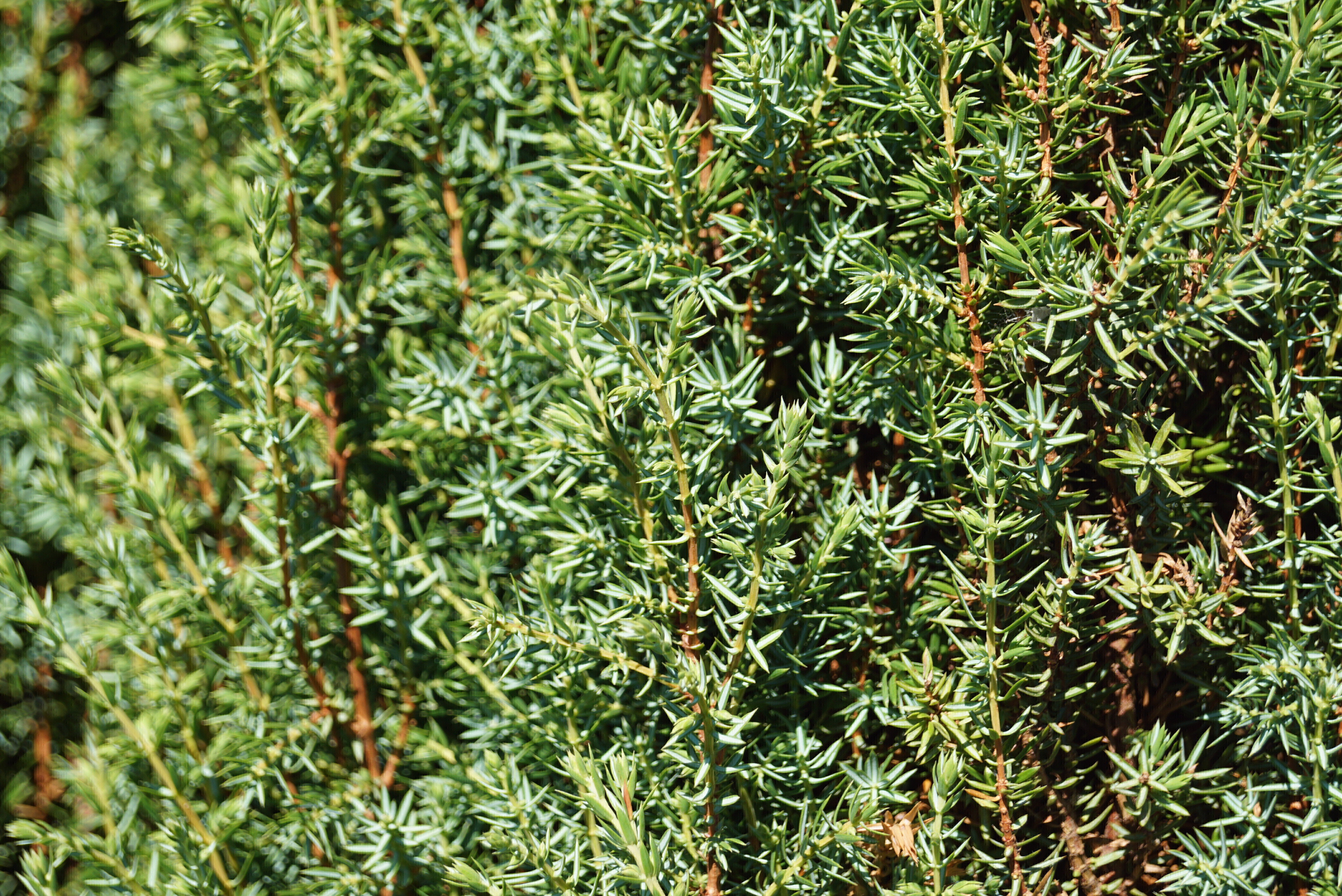 Juniperus communis 'Sentinel' (1)